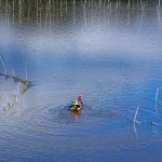 Pequeno barco de pesca navega por um lago com redes tradicionais.